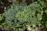 Cladonia ochrochlora image