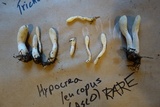 Hypocrea leucopus image