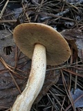 Suillus hirtellus image