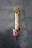 Phallus hadriani image