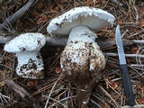 Amanita smithiana image