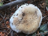 Amanita smithiana image