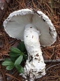 Amanita smithiana image