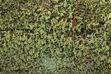 Cladonia ramulosa image