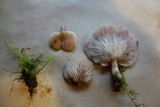 Pleurotopsis longinqua image