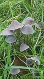 Mycena aetites image