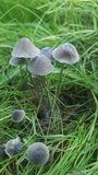 Mycena aetites image