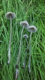 Mycena aetites image