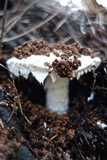 Amanita smithiana image