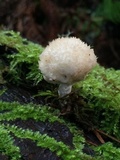 Postia ptychogaster image