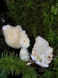 Postia ptychogaster image