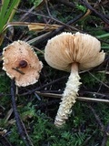 Lepiota magnispora image