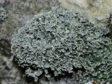 Cladonia petrophila image
