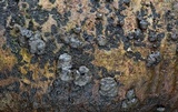 Kretzschmaria pavimentosa image