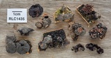 Kretzschmaria pavimentosa image