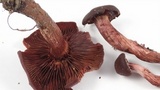 Tubaria vinicolor image