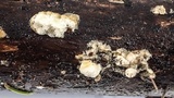 Tyromyces chioneus image