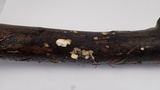 Tyromyces chioneus image