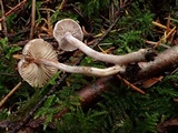 Inocybe griseolilacina image