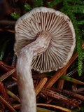 Inocybe griseolilacina image