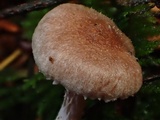 Inocybe griseolilacina image