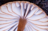Mycena californiensis image