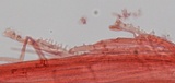 Mycena californiensis image
