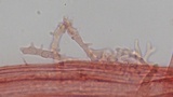 Mycena californiensis image