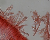 Mycena californiensis image