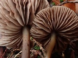 Nolanea fusciceps image