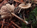 Nolanea fusciceps image