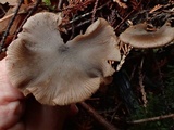 Nolanea fusciceps image