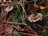 Nolanea fusciceps image