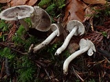 Tricholoma virgatum image