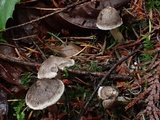 Tricholoma virgatum image