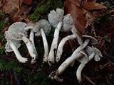 Tricholoma virgatum image
