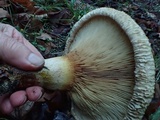 Paxillus involutus image