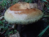 Paxillus involutus image