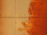 Cortinarius albofragrans image