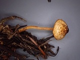 Lepiota castanea image