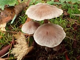 Cortinarius sertipes image