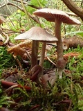 Cortinarius sertipes image
