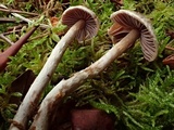 Cortinarius sertipes image