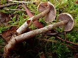 Cortinarius sertipes image