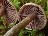 Cortinarius sertipes image