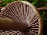 Cortinarius sertipes image