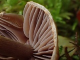 Cortinarius sertipes image