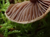 Cortinarius sertipes image