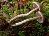 Cortinarius sertipes image