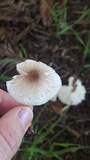 Lepiota lilacea image